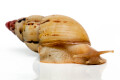 Lissachatina iredalei Zanzibar adult